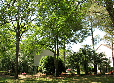 Palm Tree Trimmer-North Myrtle Beach, SC